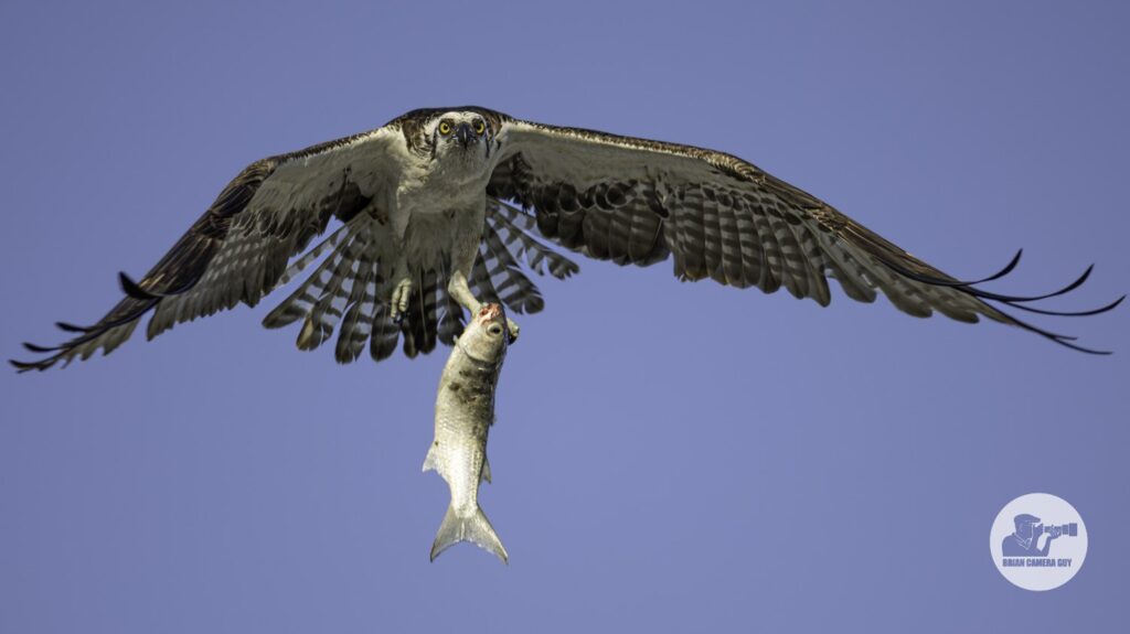 osprey-7