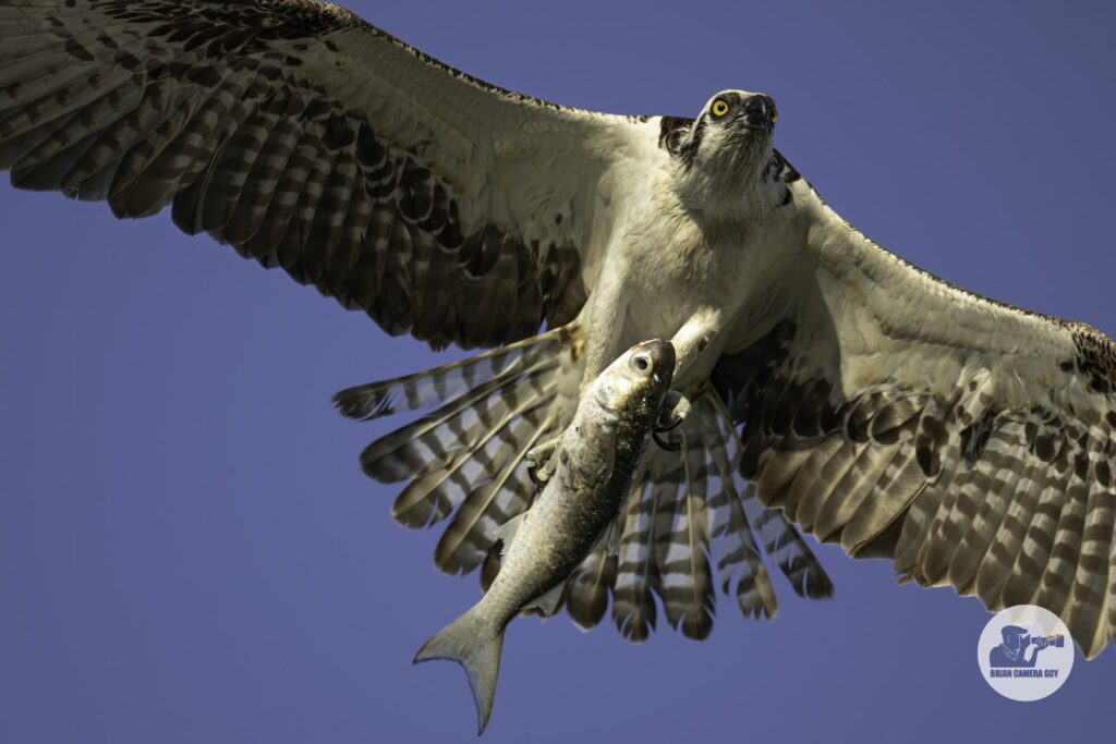 osprey-8