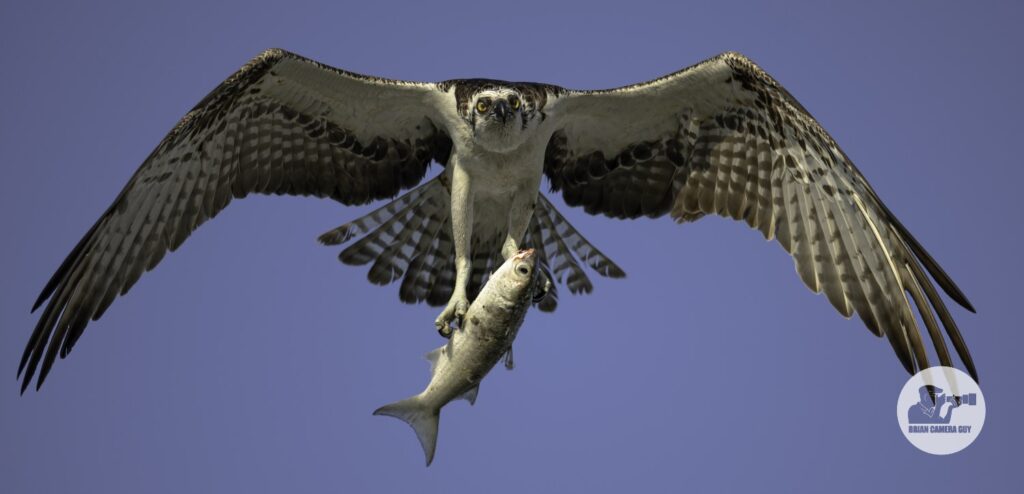 Osprey
