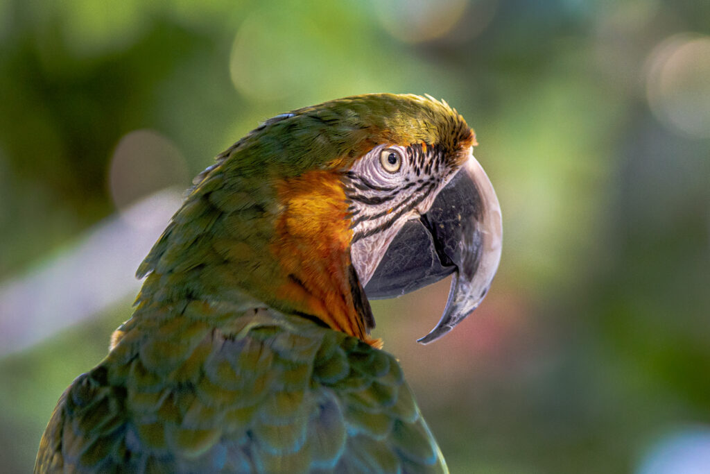 parrot-4