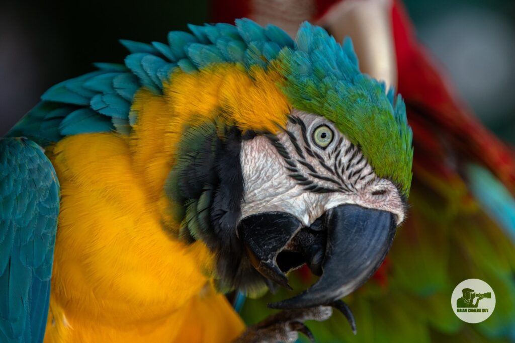 parrot-8505