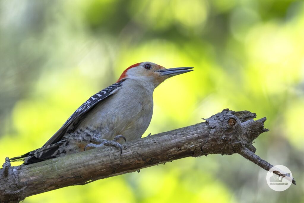 red-bellied woodpecker