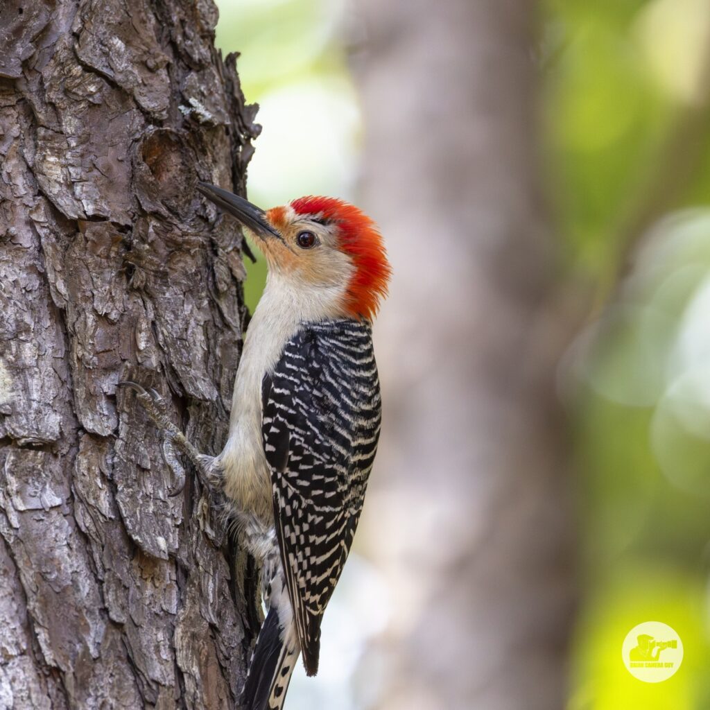 Red-Bellied Woodpecker