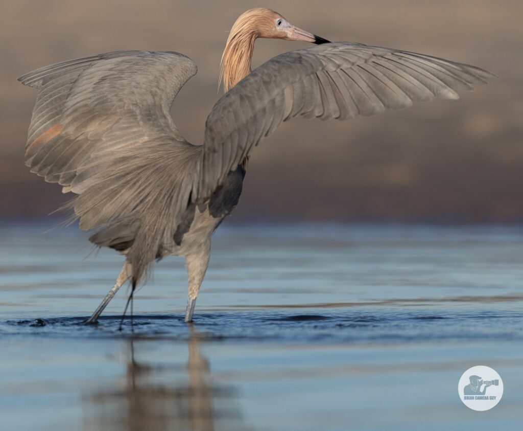 reddish egret