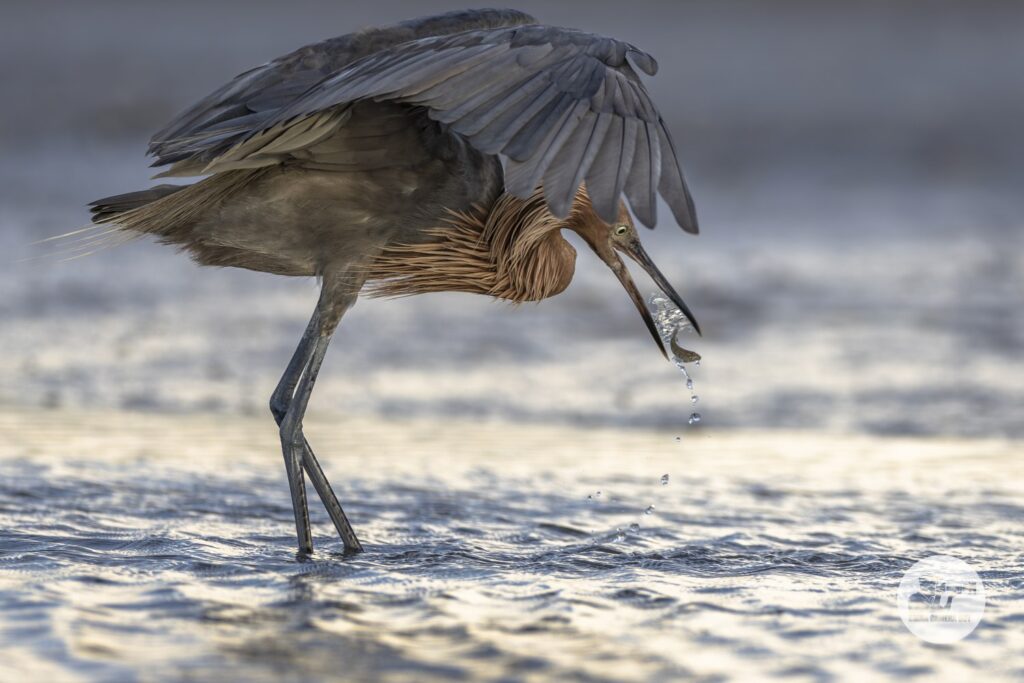 reddish egret