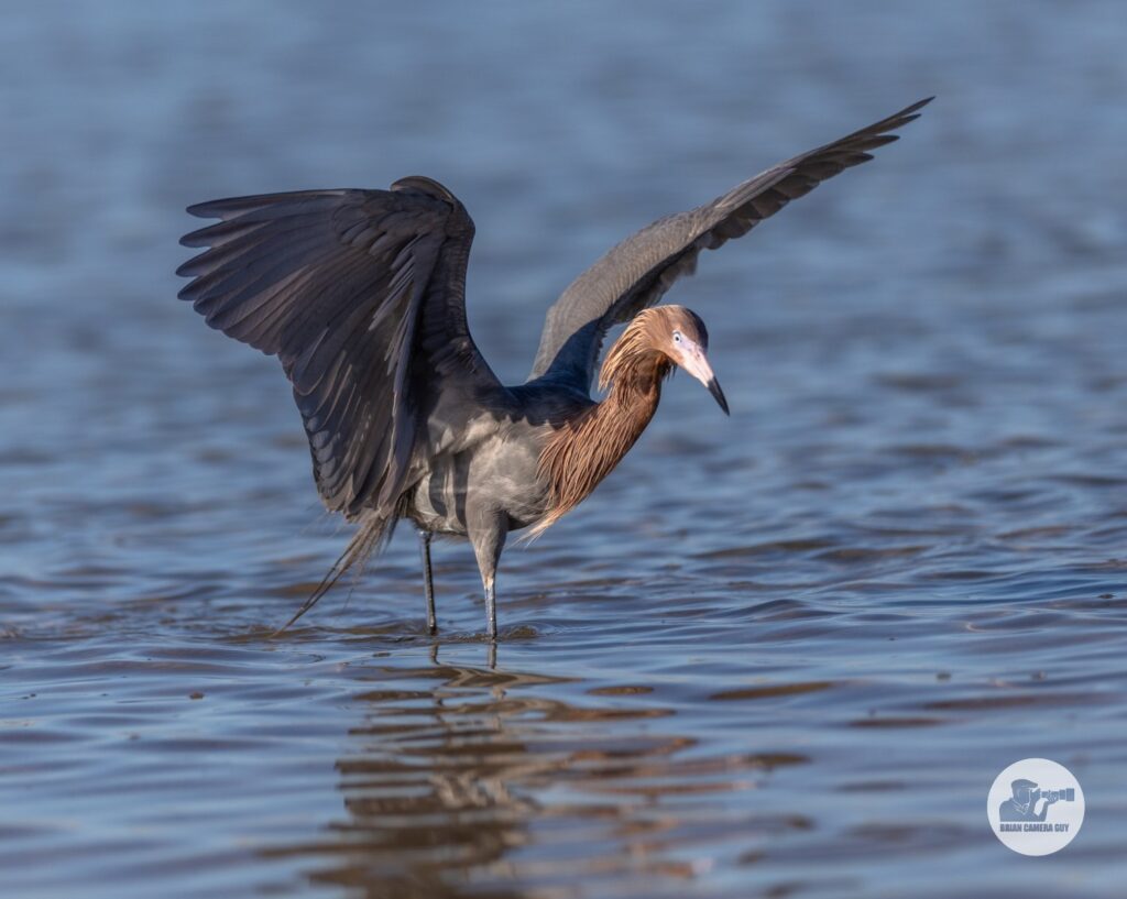 reddish egret-5