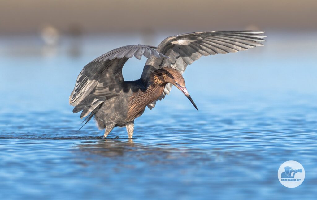 reddish egret-6