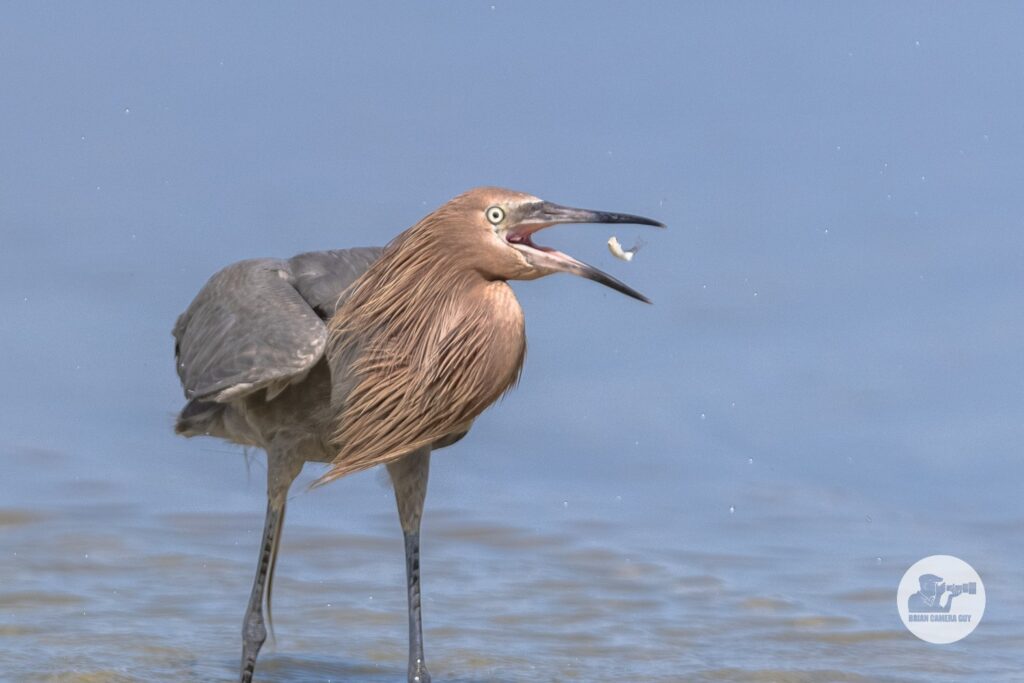 reddish egret-7