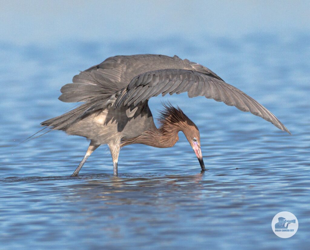 reddish egret-7
