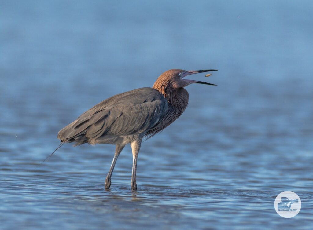 reddish egret-8
