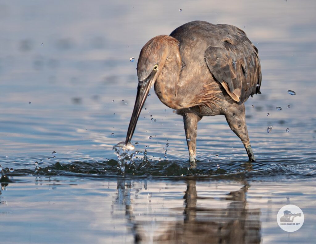 reddish egret-8819-SAI-stabilize