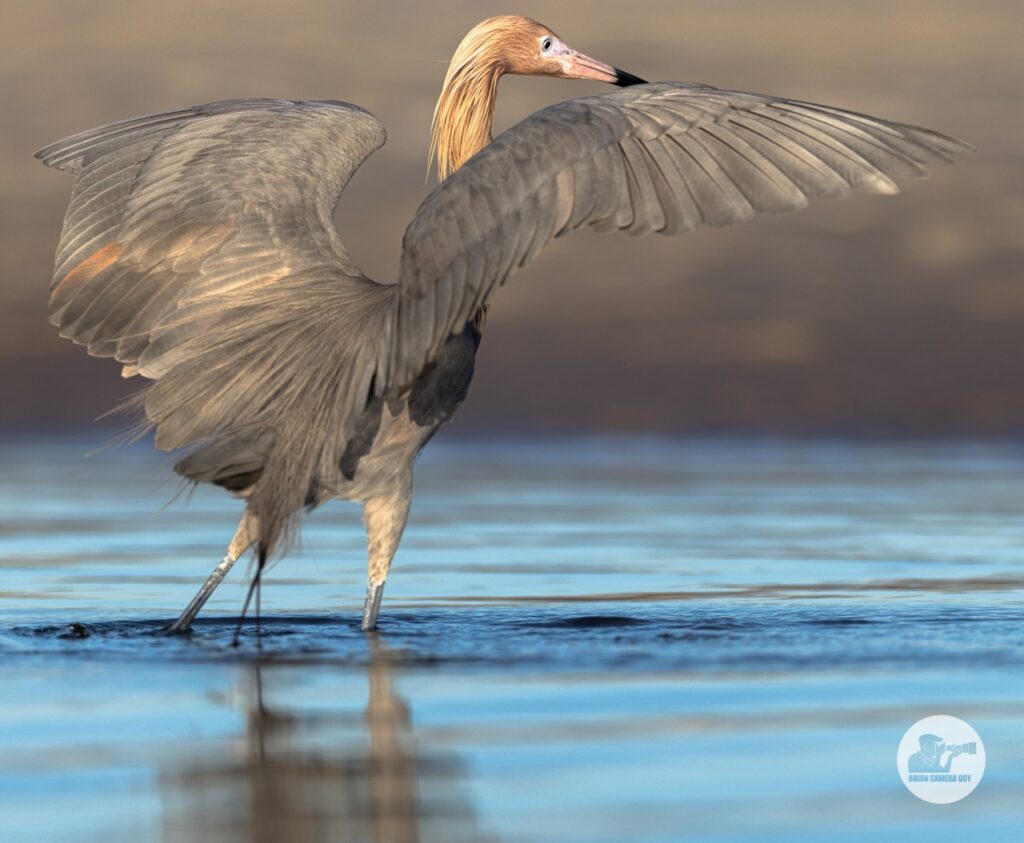 reddish egret-9