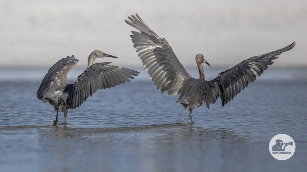 reddish egrets hunting