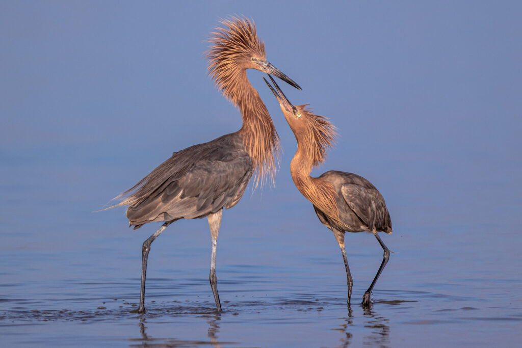 Reddish Egret