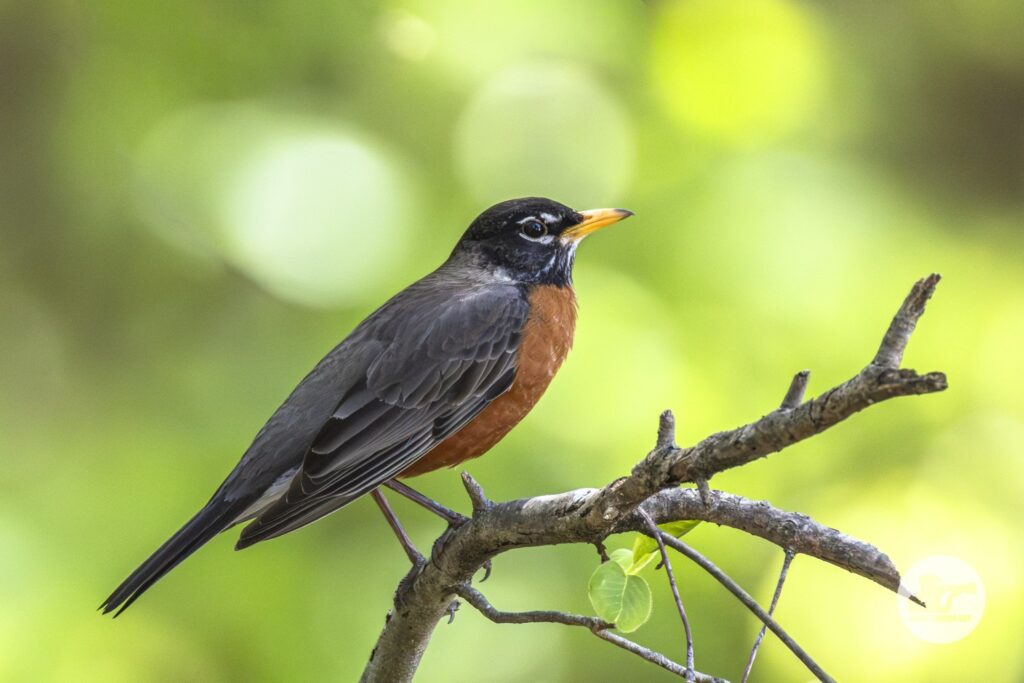 robin