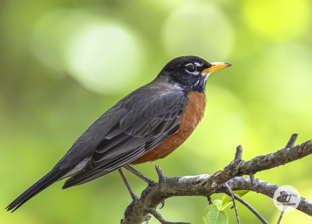 Robins