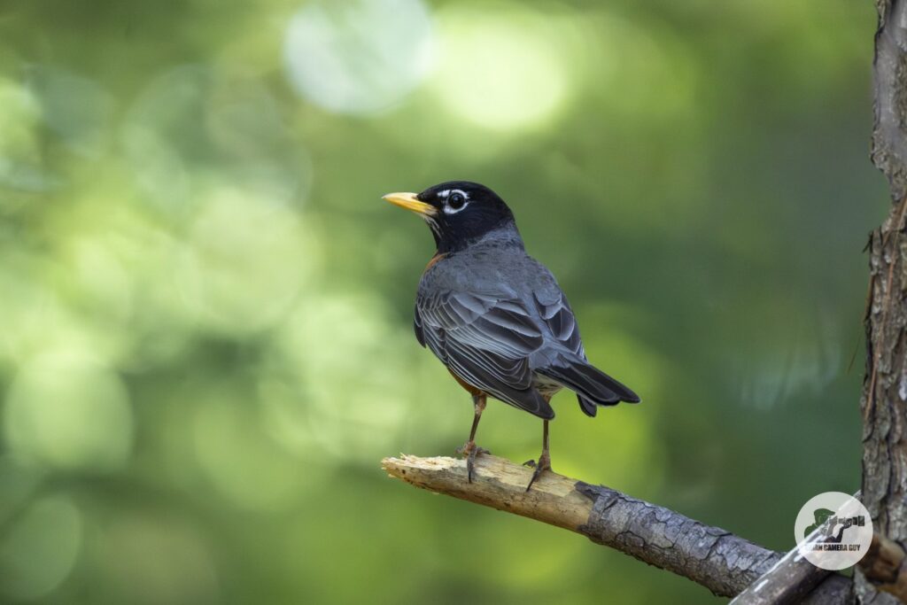 robin_2