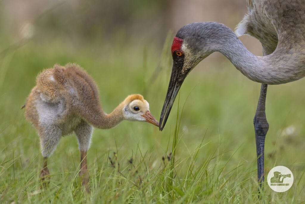 Sandhill Crane