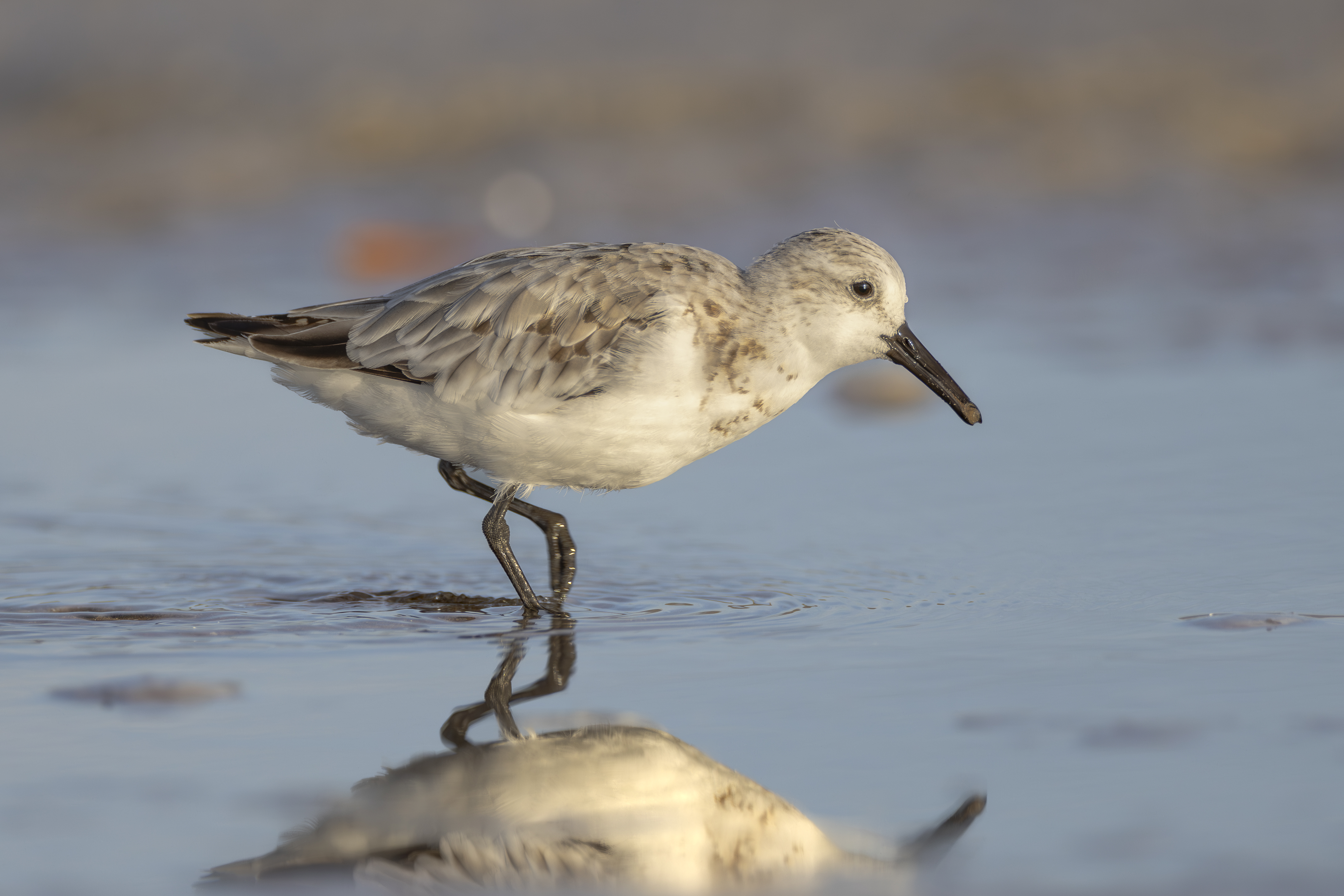 Sandpiper