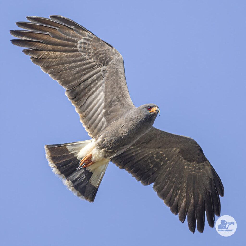 Snail Kite