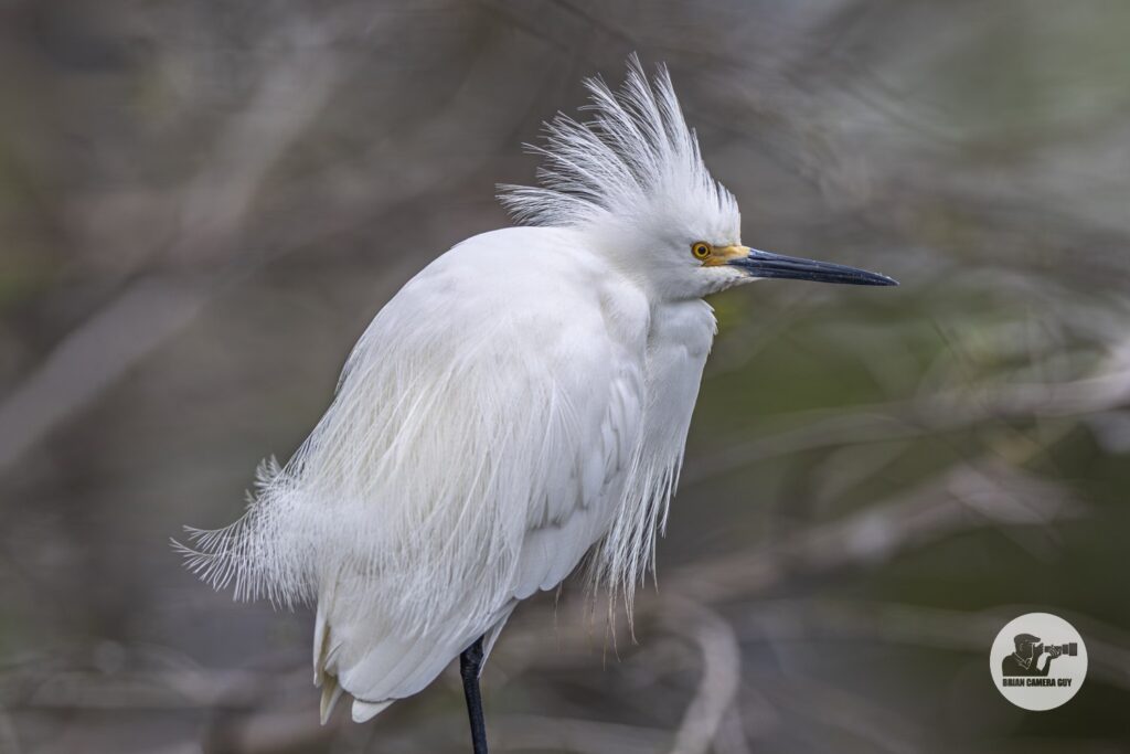 snowy Egret