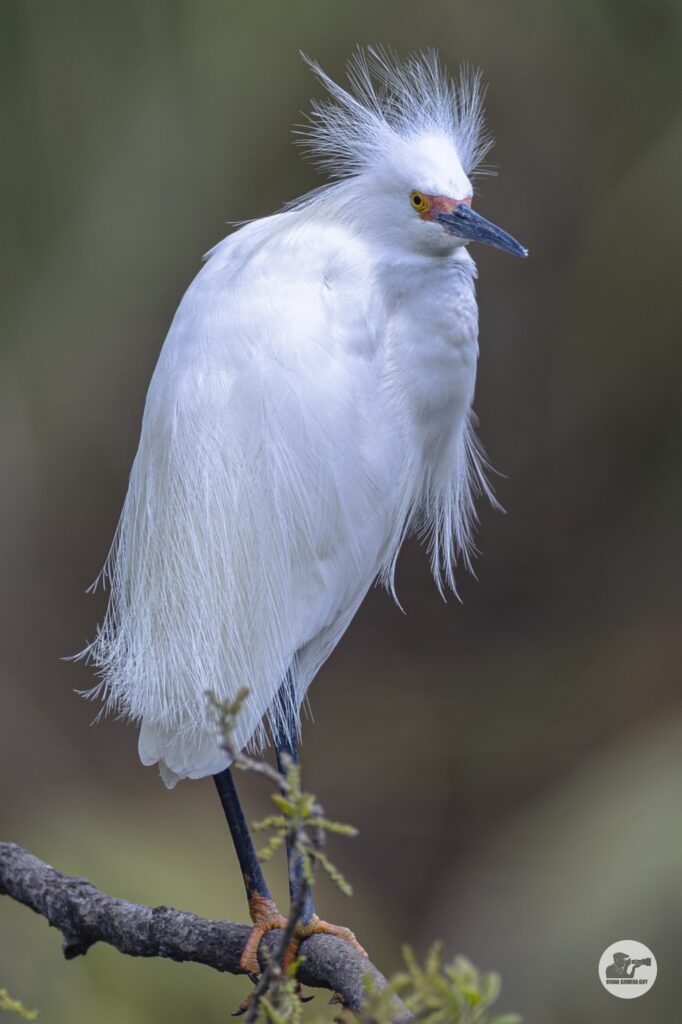 snowy Egret_1