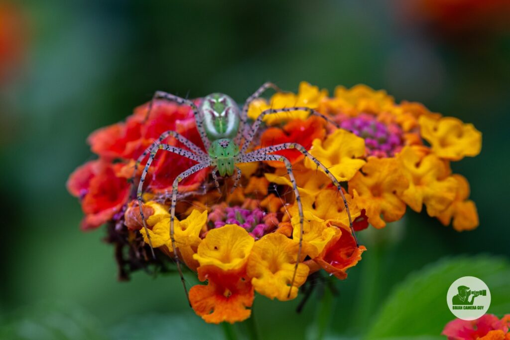 spider-3