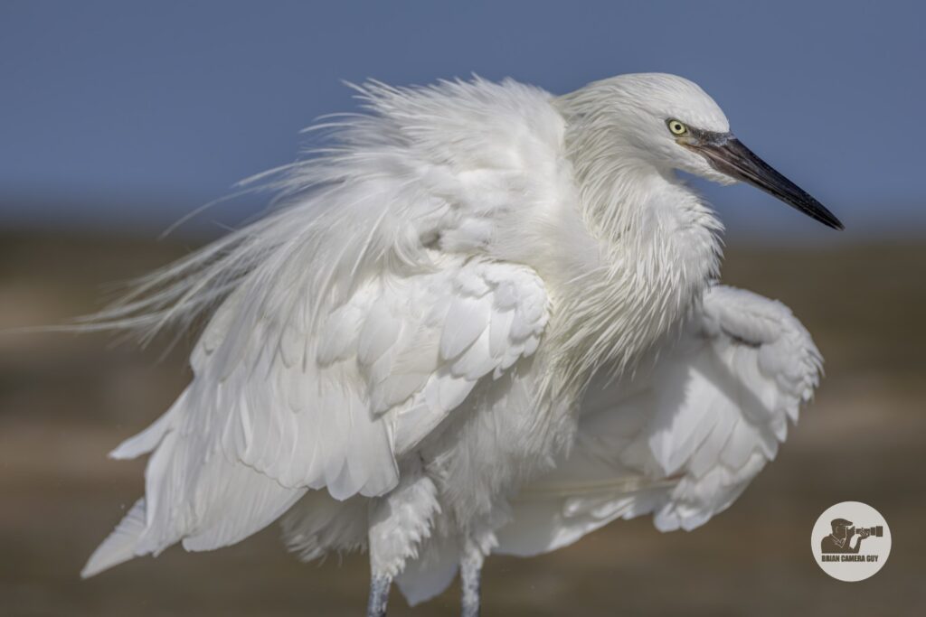 White Morph Reddish Egret