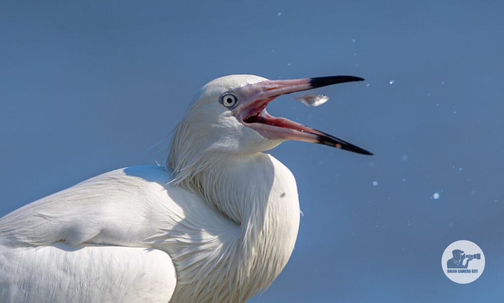 white morph Reddish Egret