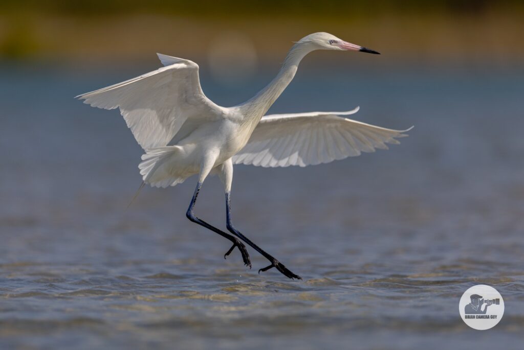white morph Reddish Egret-2