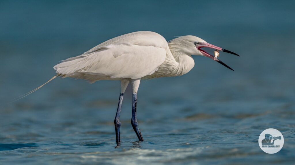 white morph Reddish Egret-3