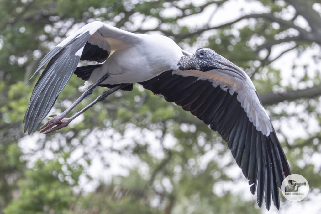 Wood Stork
