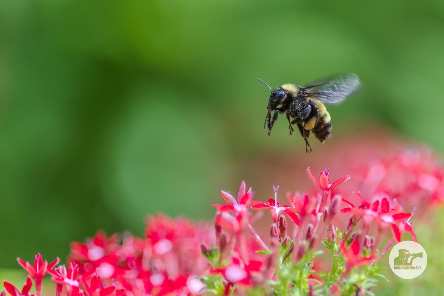 Bee