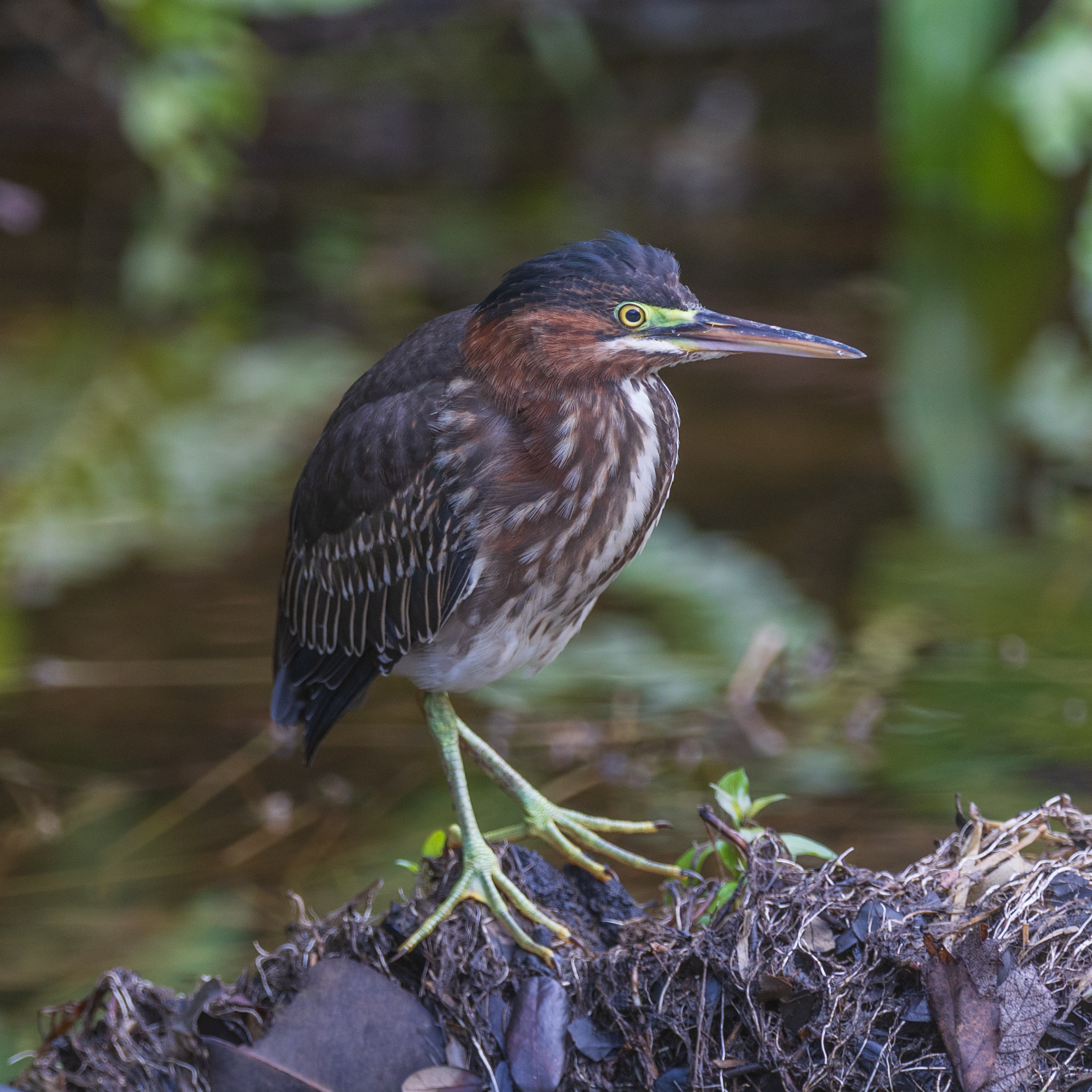 Green Heron