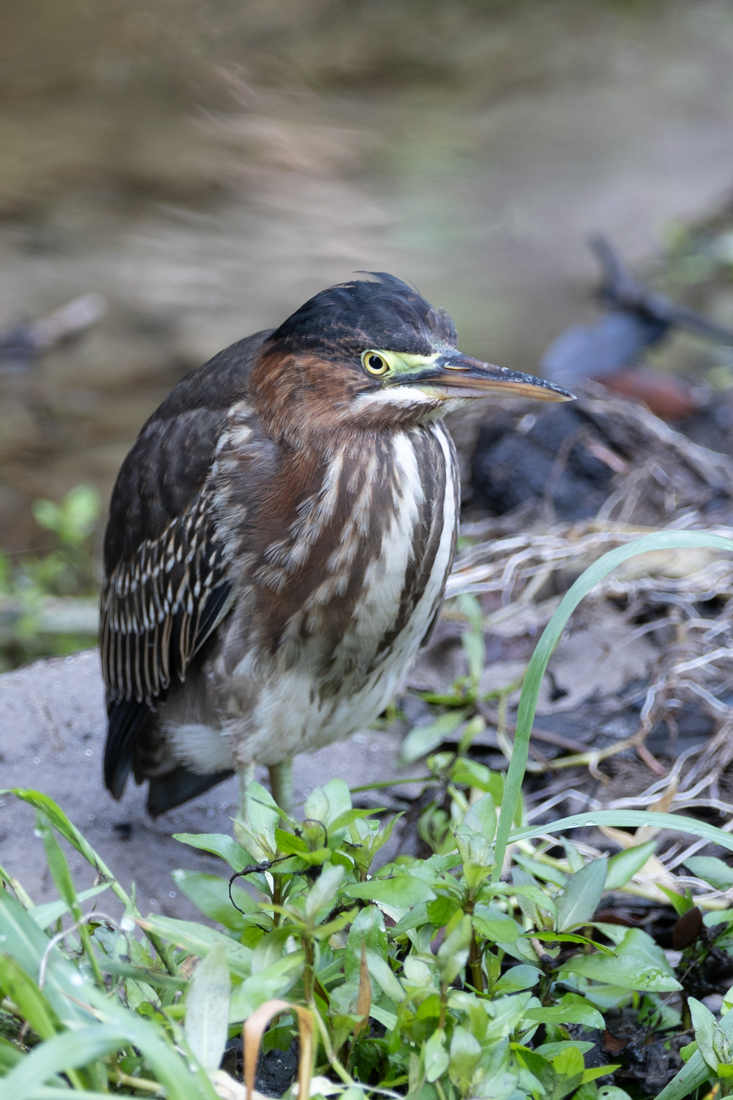 Green Heron