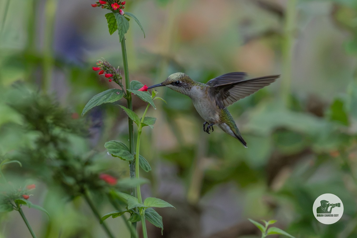 Hummingbirds-1