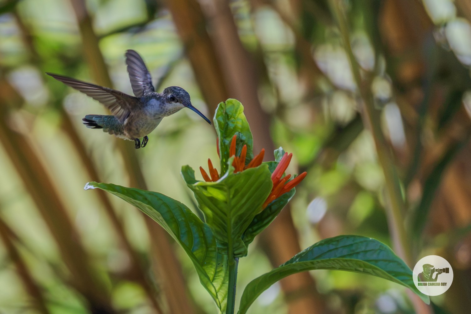 Hummingbirds