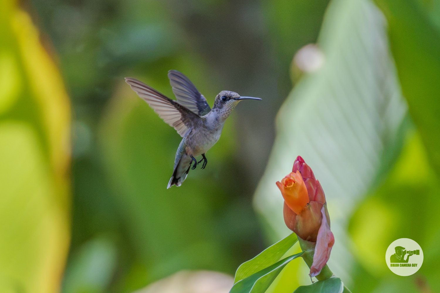 Hummingbirds-2
