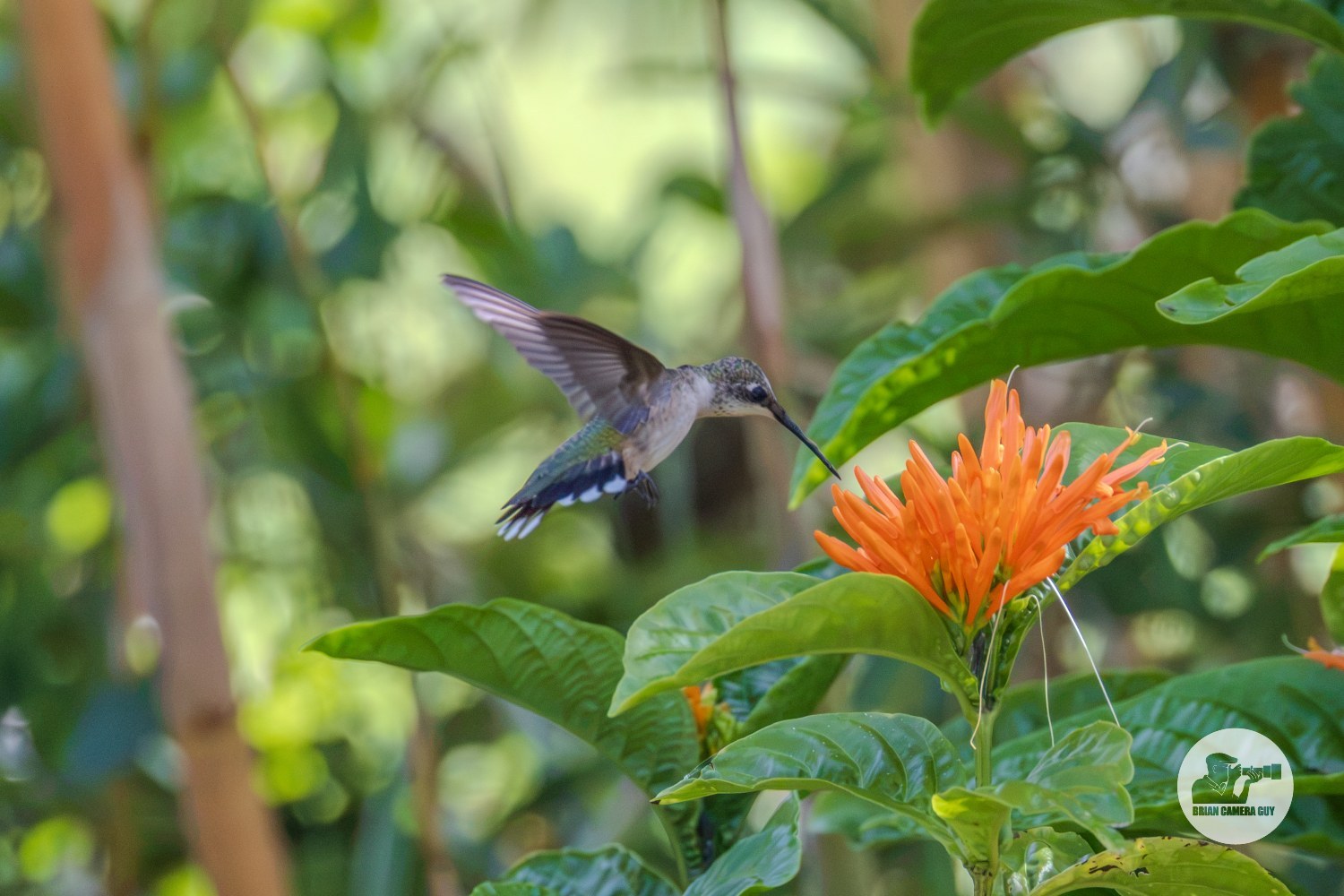 Hummingbirds-3