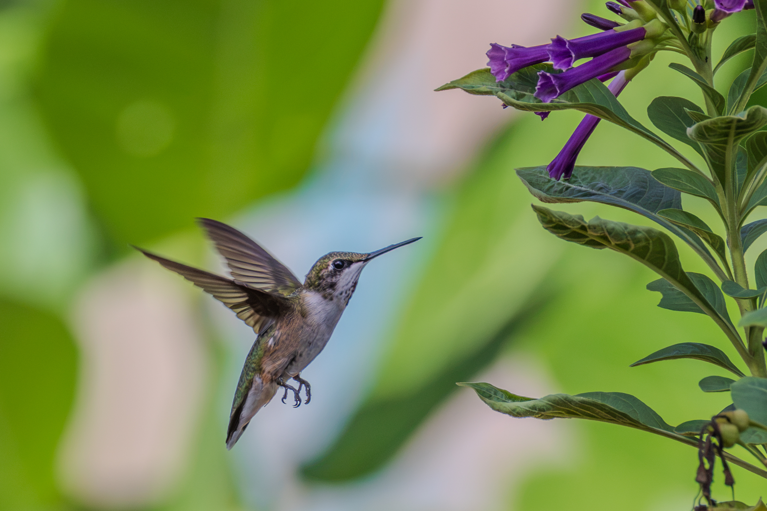 Hummingbirds-4