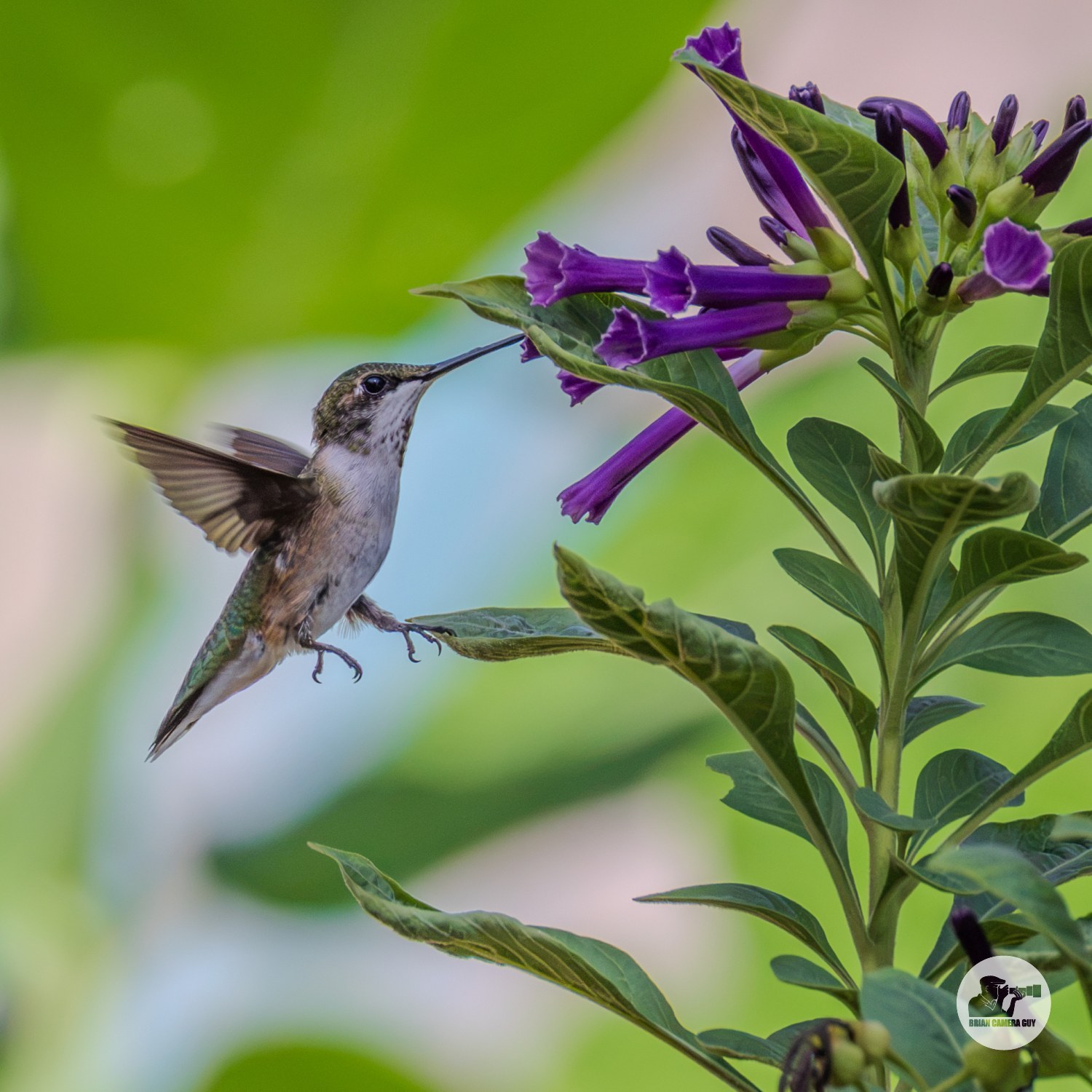 Hummingbirds-5