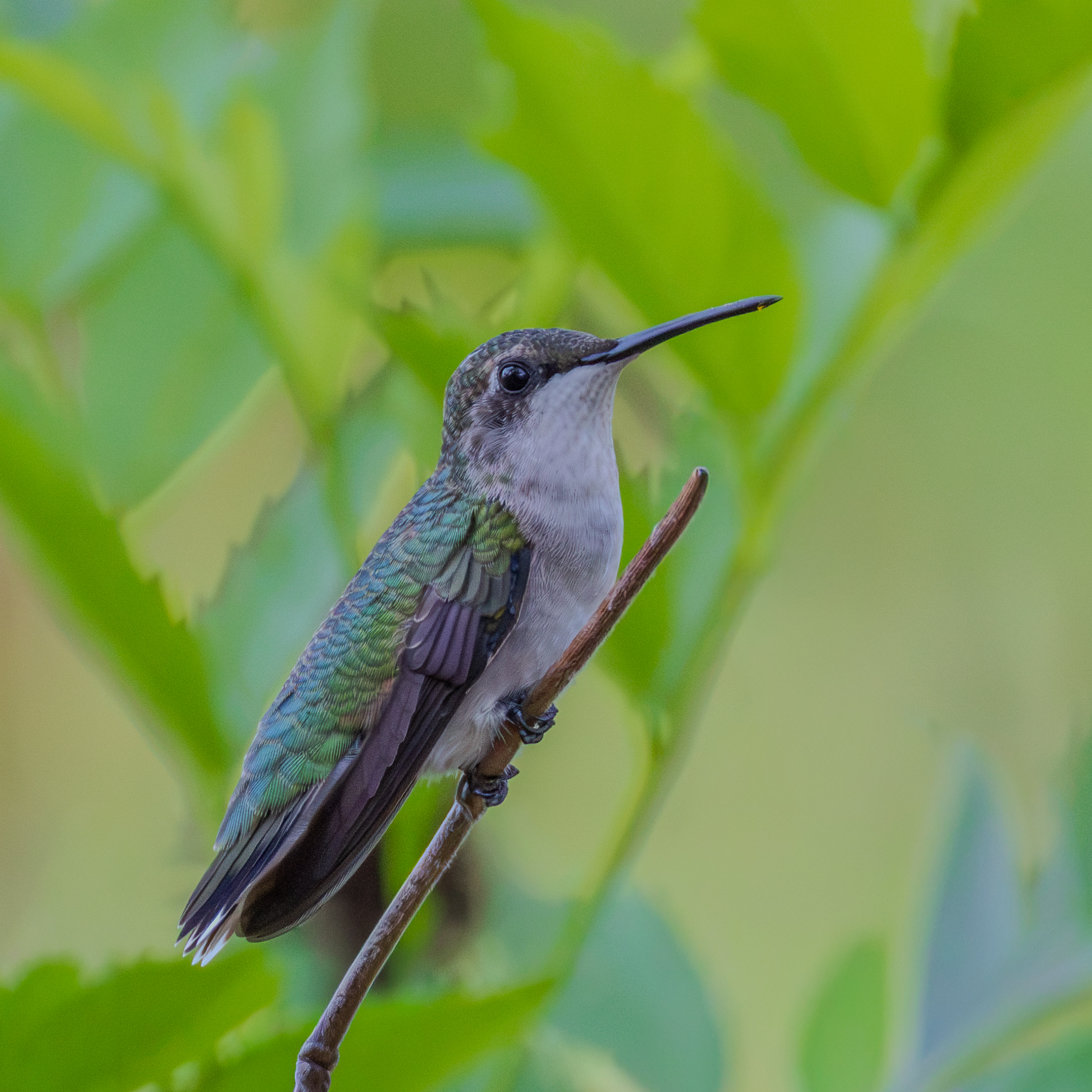 Hummingbirds-6