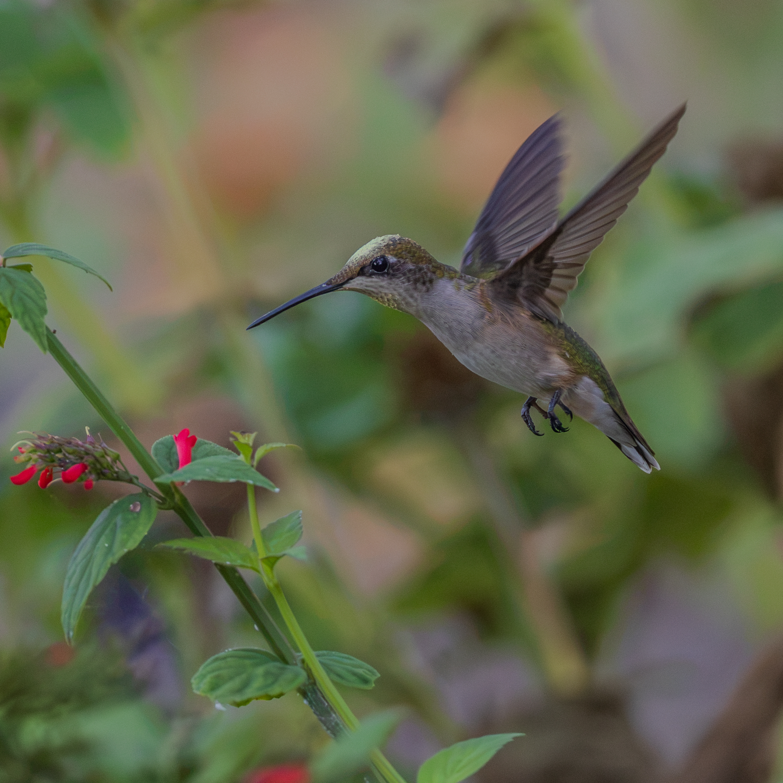 Hummingbirds-7