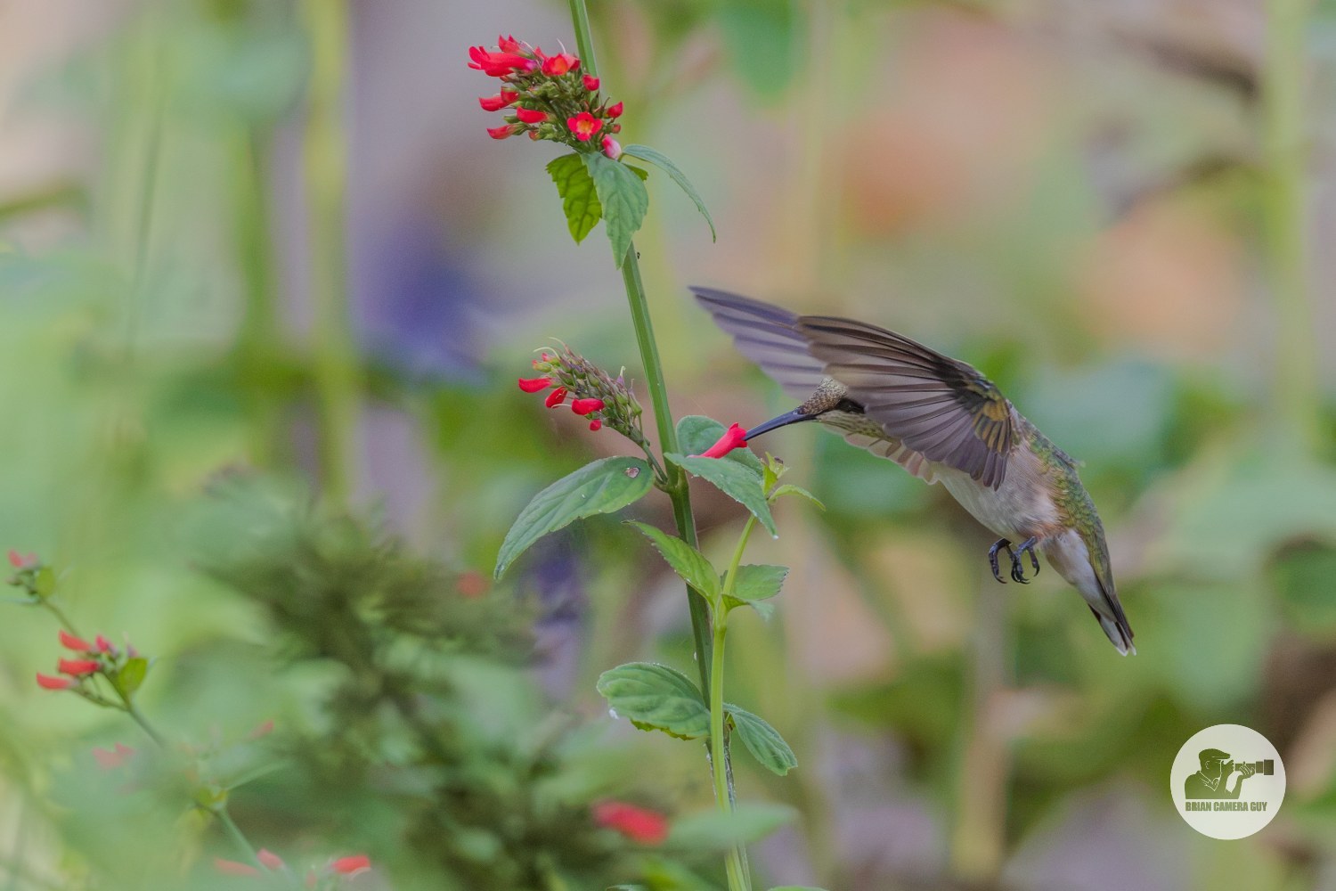 Hummingbirds-8