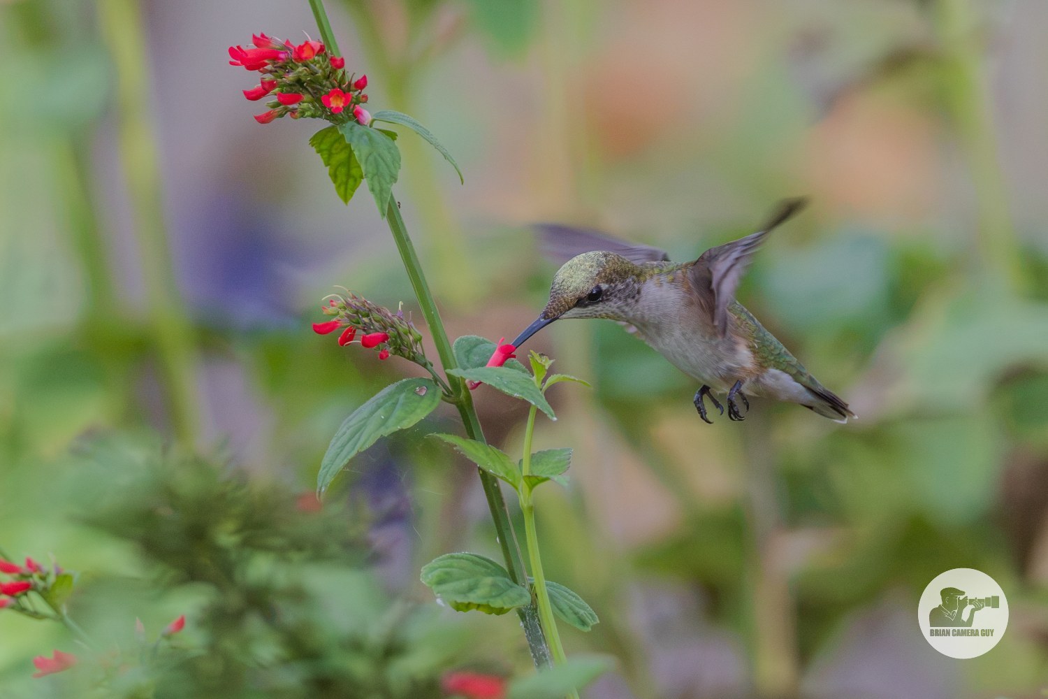 Hummingbirds-9