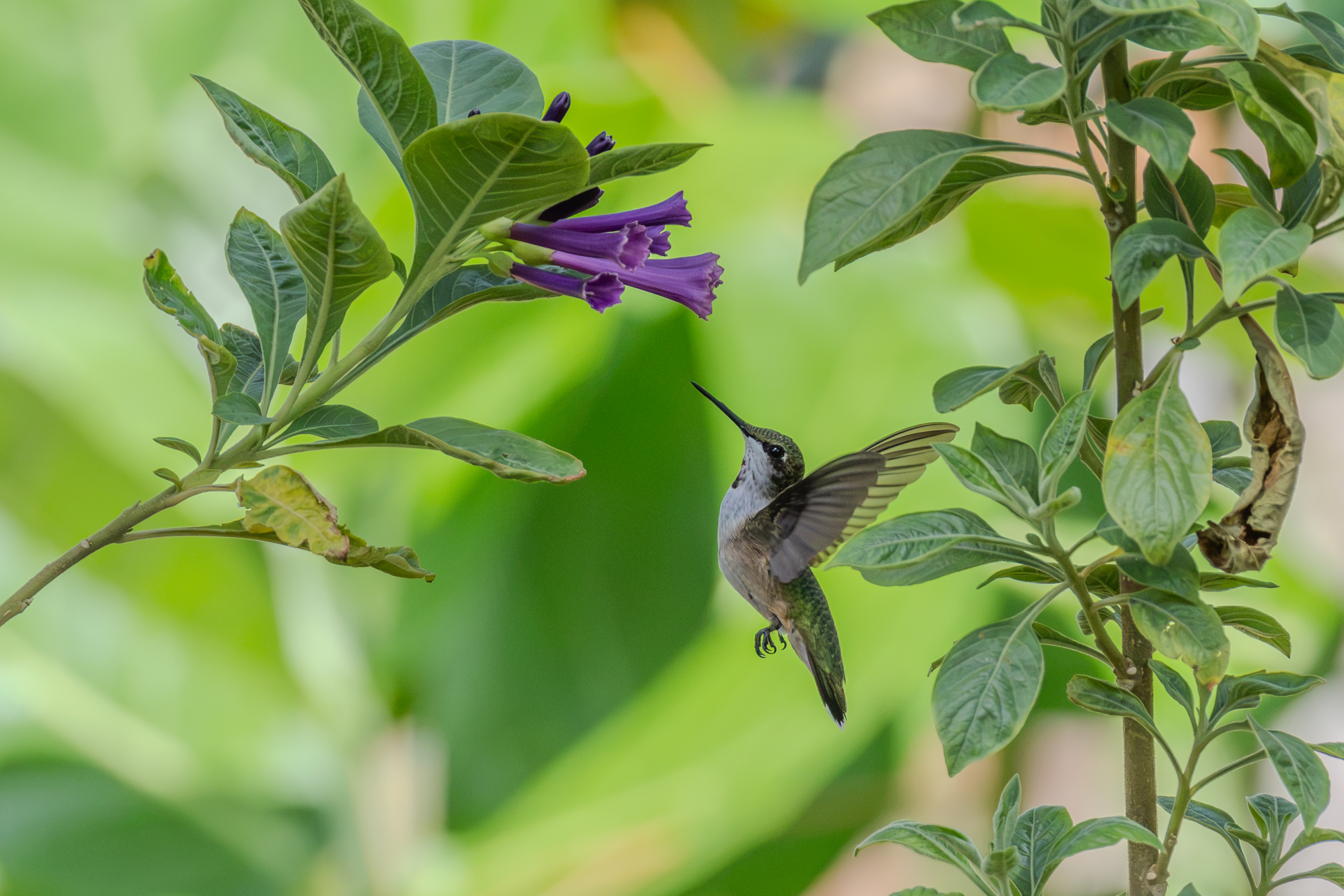 Hummingbirds