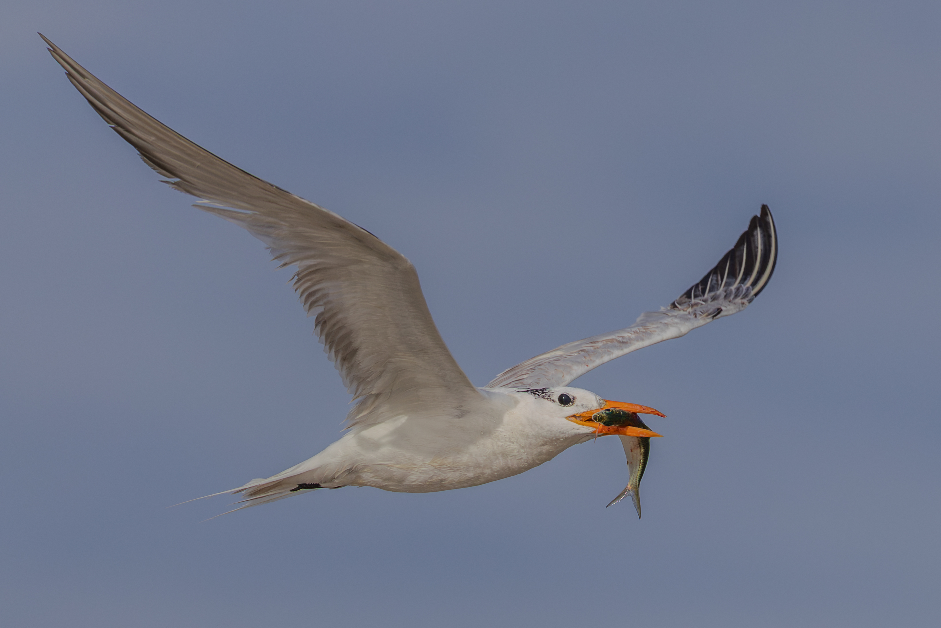 Royal Tern