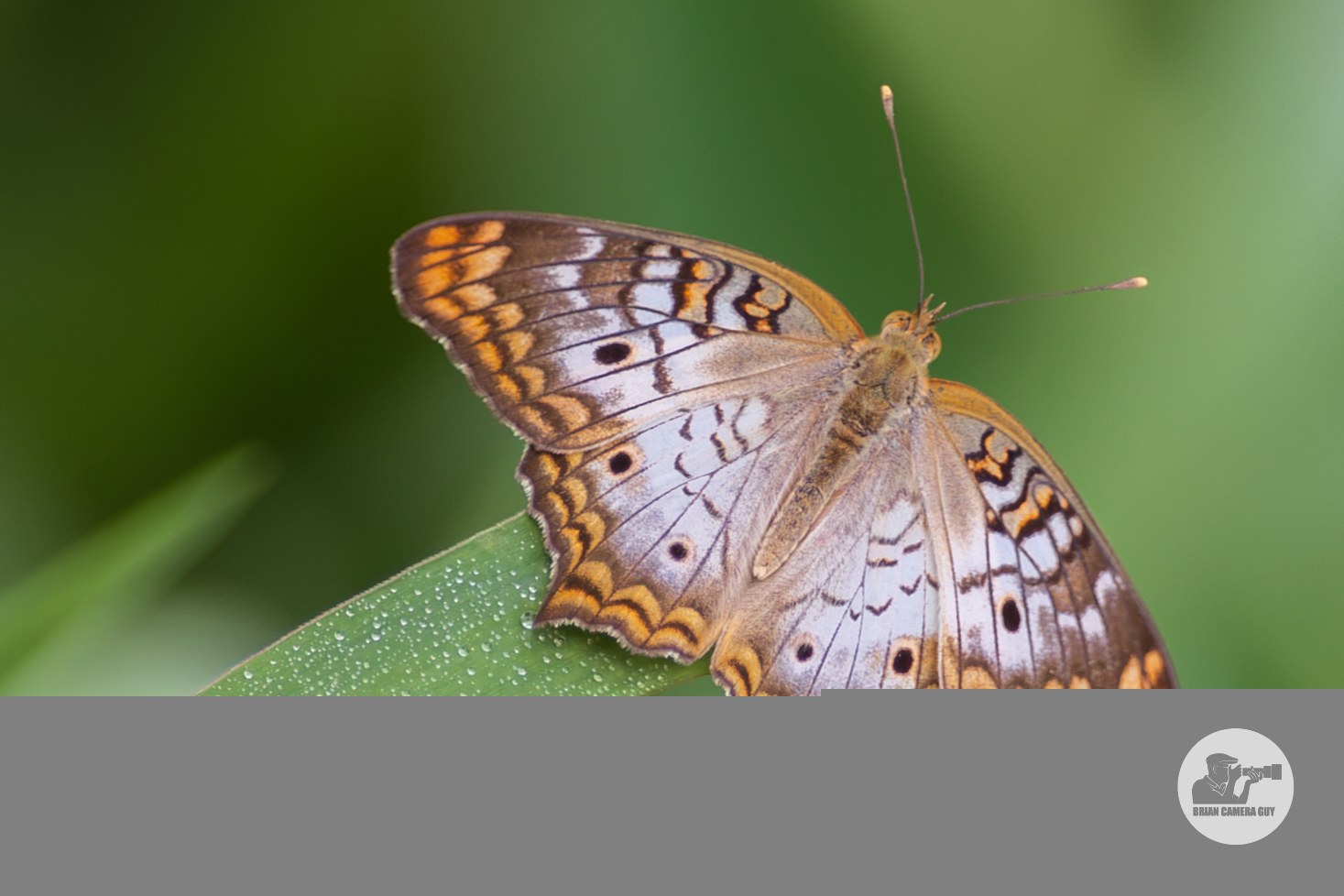 White Peacock Butterfly