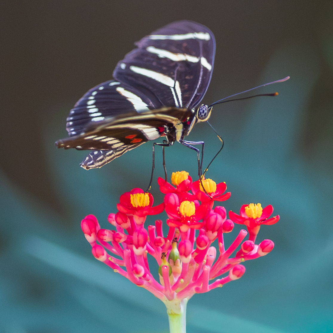 Zebra Wing Butterfly