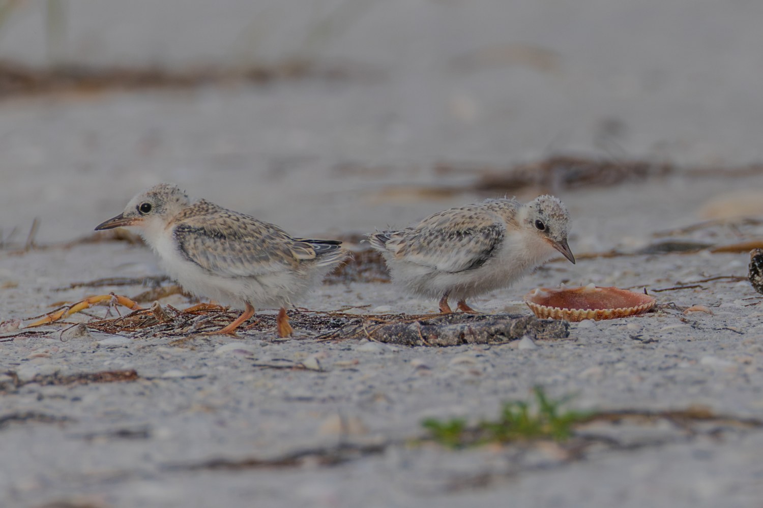 least Tern-10